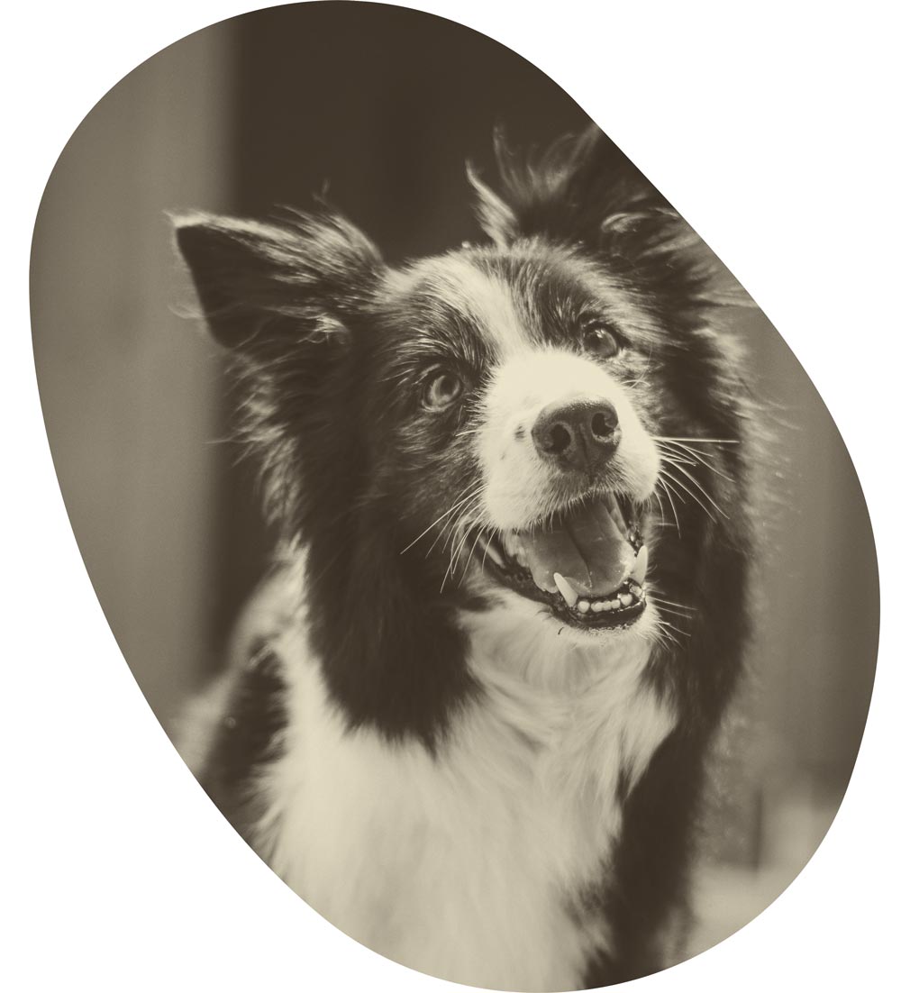 border-collie-edos-anima-wohl-tier-mensch-hund-erziehung-canine-hund-verhalten-garde-schweiz-freiburg-bern