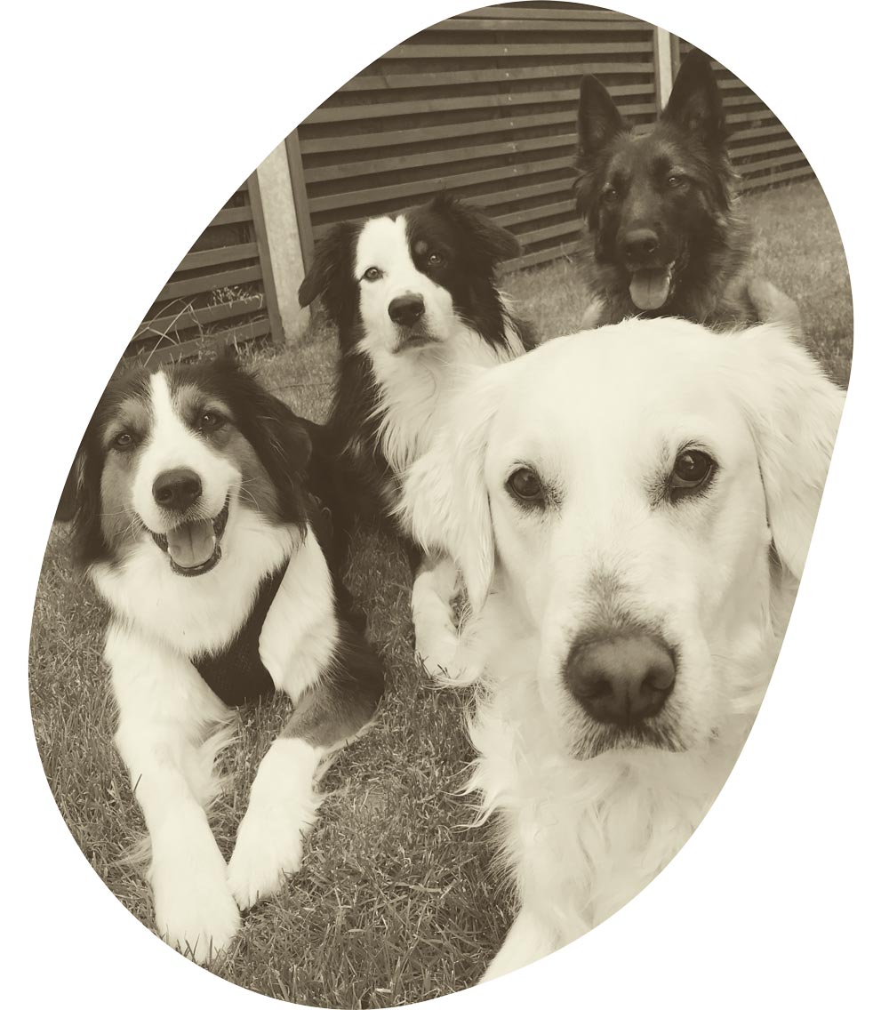 4 Hunde liegen ruhig während einer Gruppenstunde bei EdosAnima