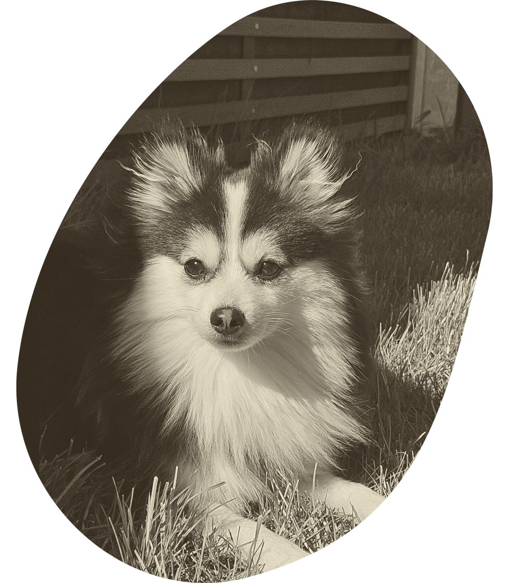 Foto eines Hundes im Unterricht bei EdosAnima