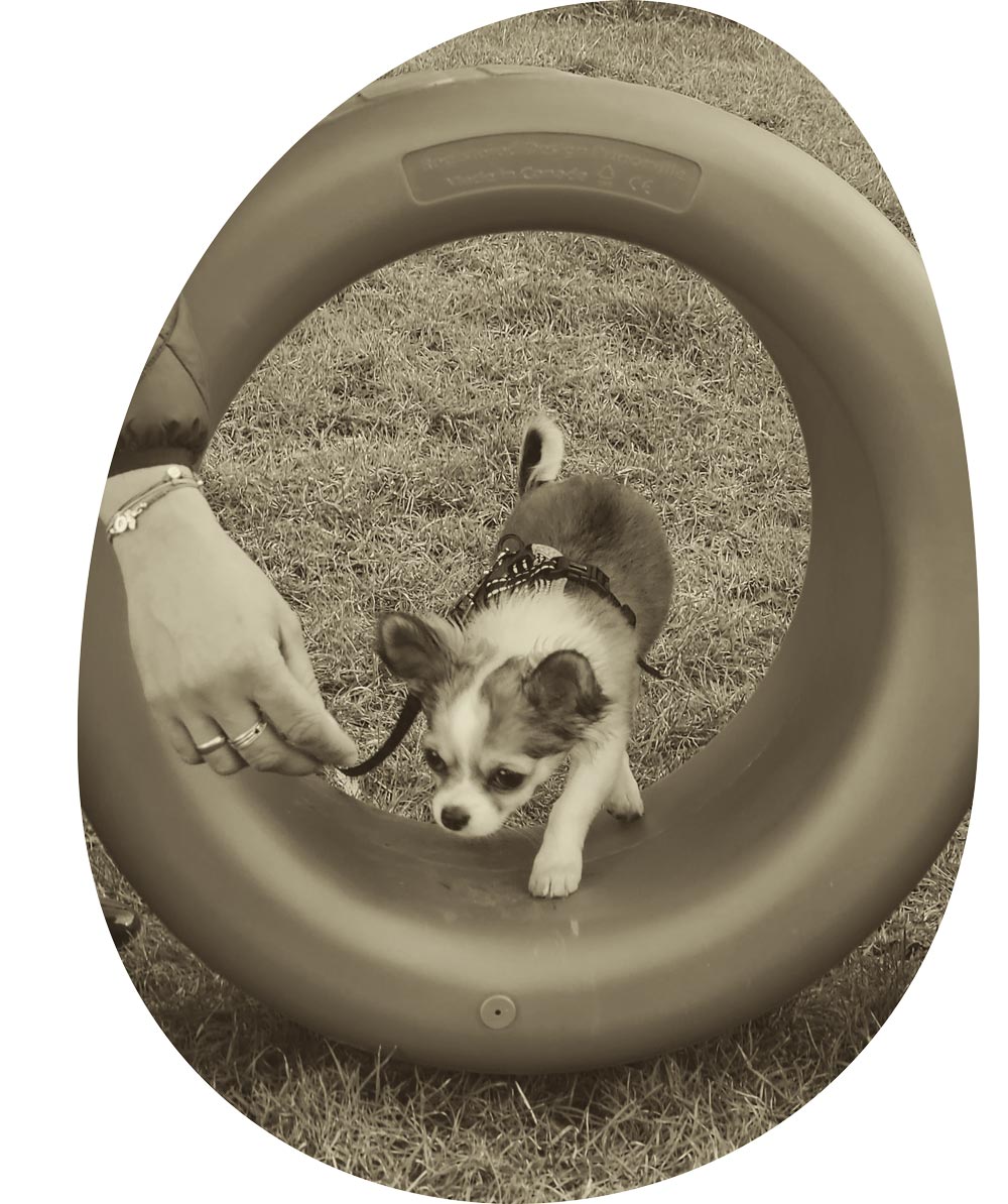 Privatunterricht in Hundeerziehung, Entdeckung von Agility mit EdosAnima.