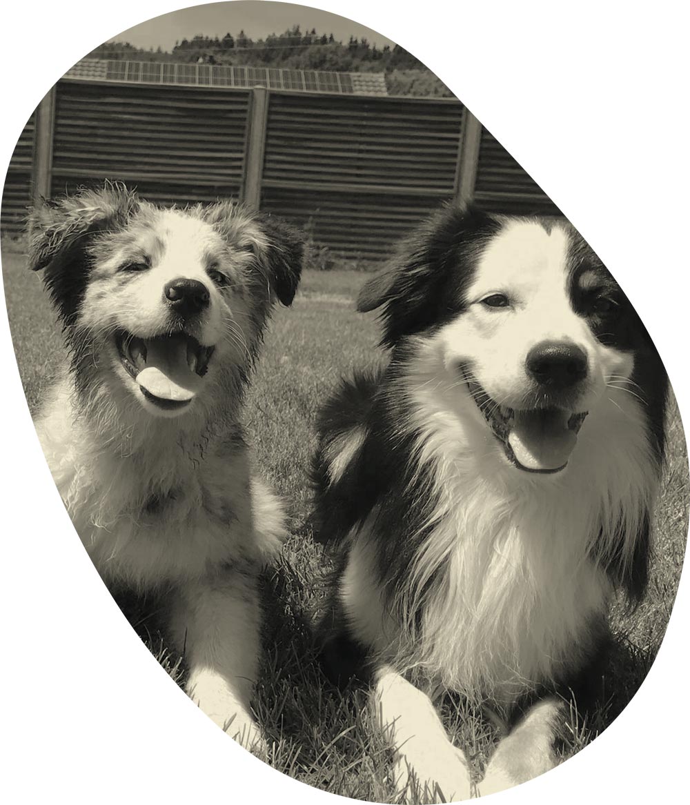 Foto von zwei Hunden, einem Welpen und einem erwachsenen Hund während einer Hundeschule bei Edos Anima