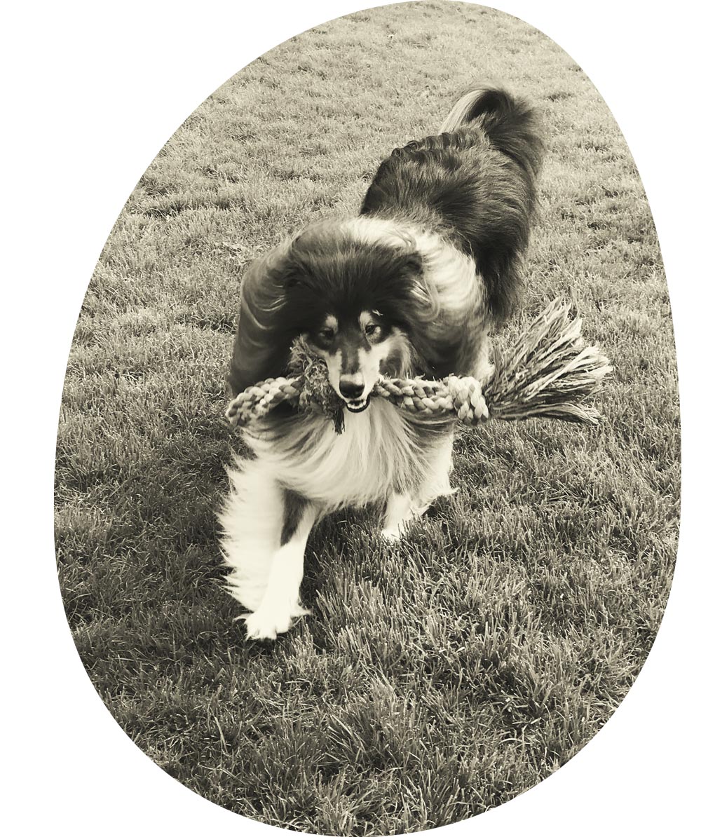 Foto von spielendem Hund im Freien bei edos anima