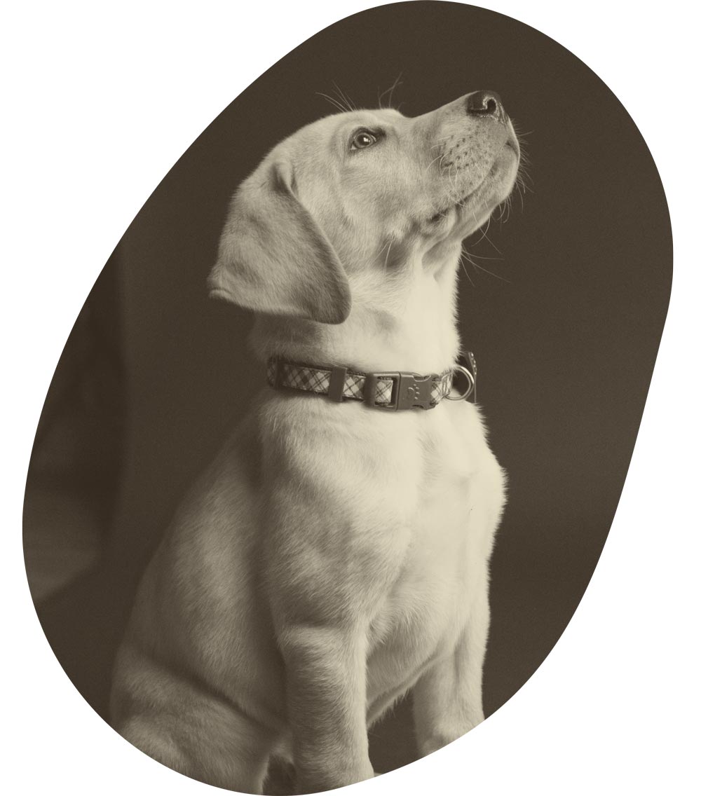 Foto von Labrador