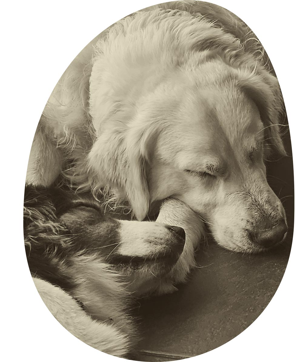 Foto von zwei Hunden, die in einer Pension bei EdosAnima zusammen schlafen.