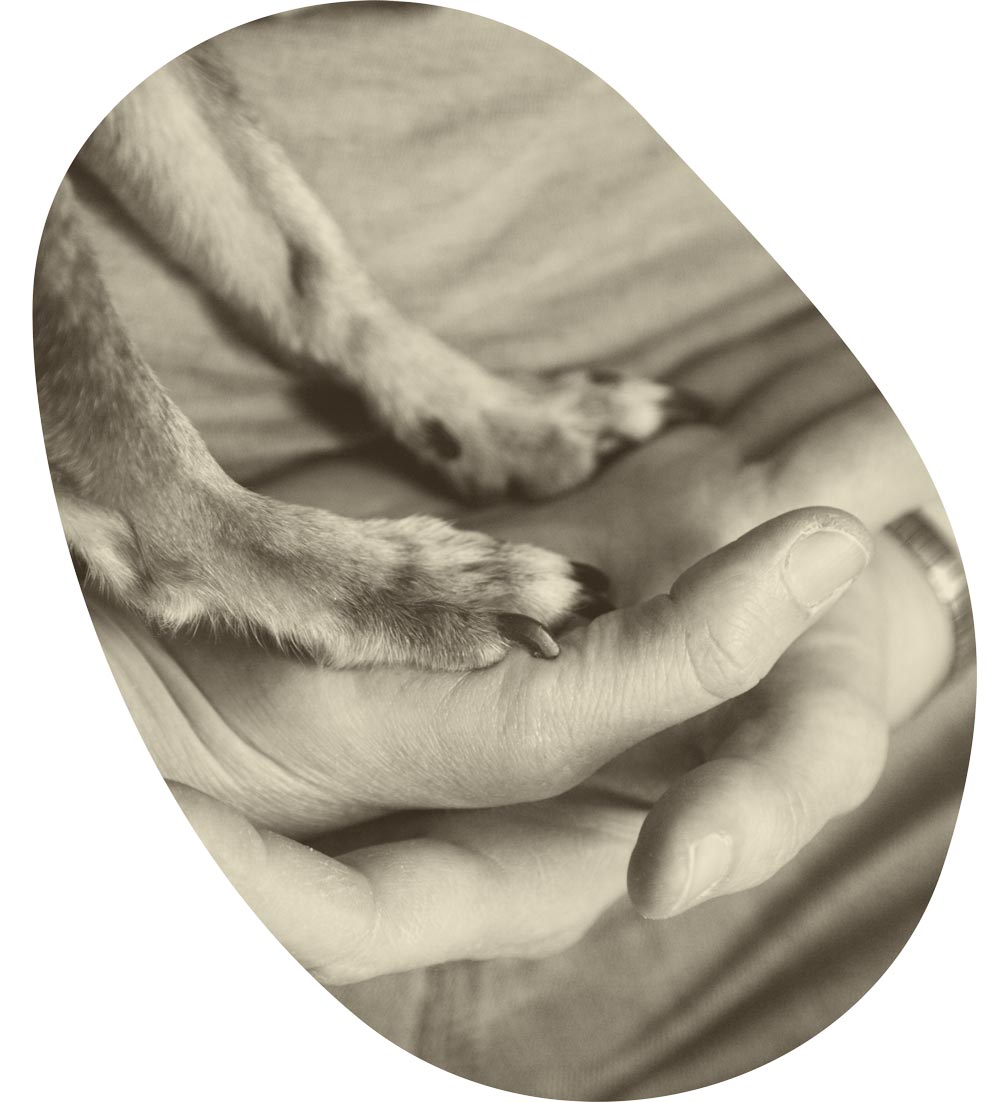 Hundepfoten und Hände, während einer Reiki-Sitzung bei EdosAnima