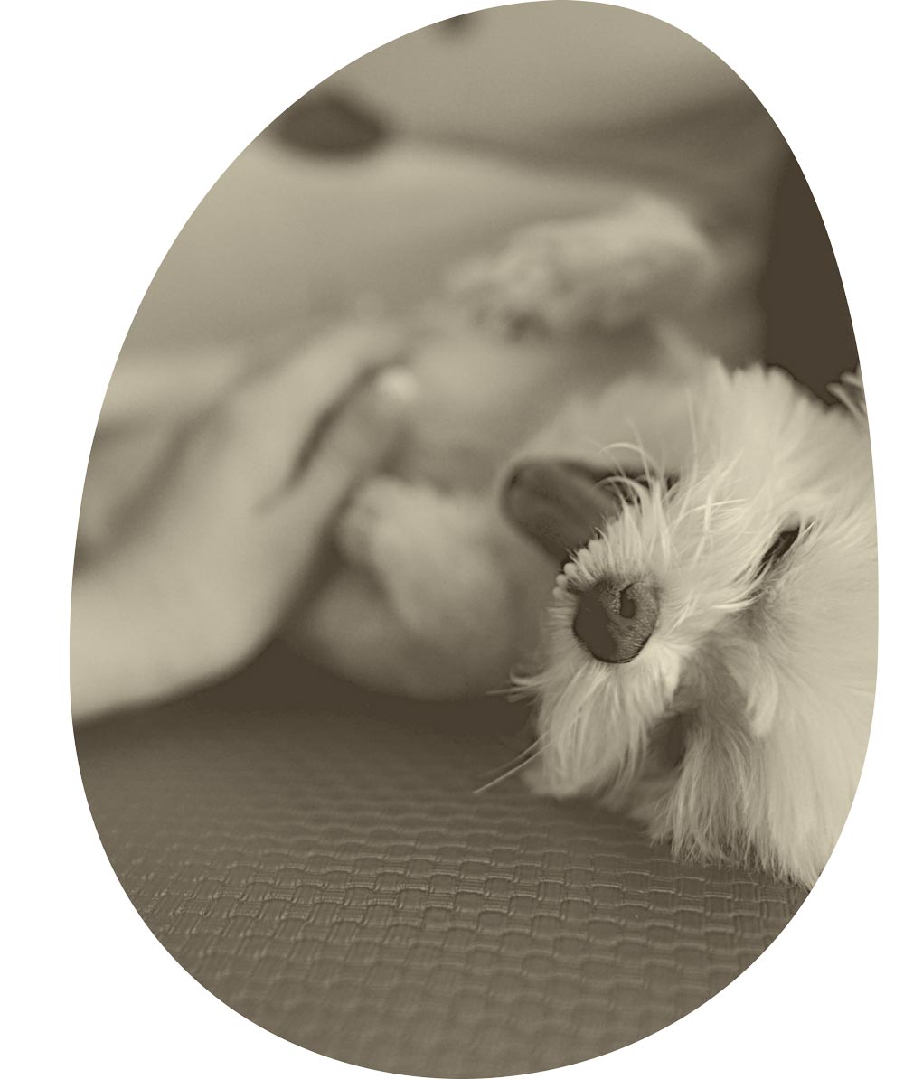 Hund, der sich während einer Reiki-Behandlung bei EdosAnima entspannt
