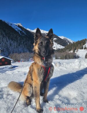 Leinen, Schleppleinen, Hundegeschirre, Halsbänder