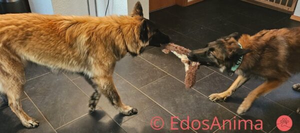 Kong Scrunch Knots Squirrel – Bild 2