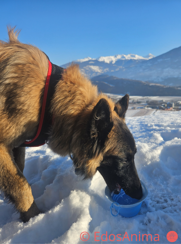 Gamelle de voyage United Pets – Image 3