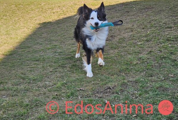 Boudin Agility