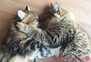 Für Katzen