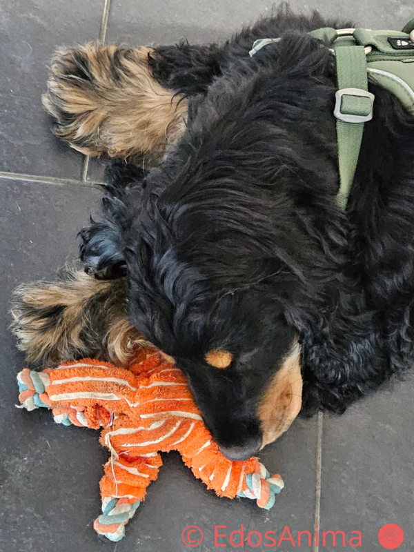 KONG Floppy Knots Fox – Bild 2