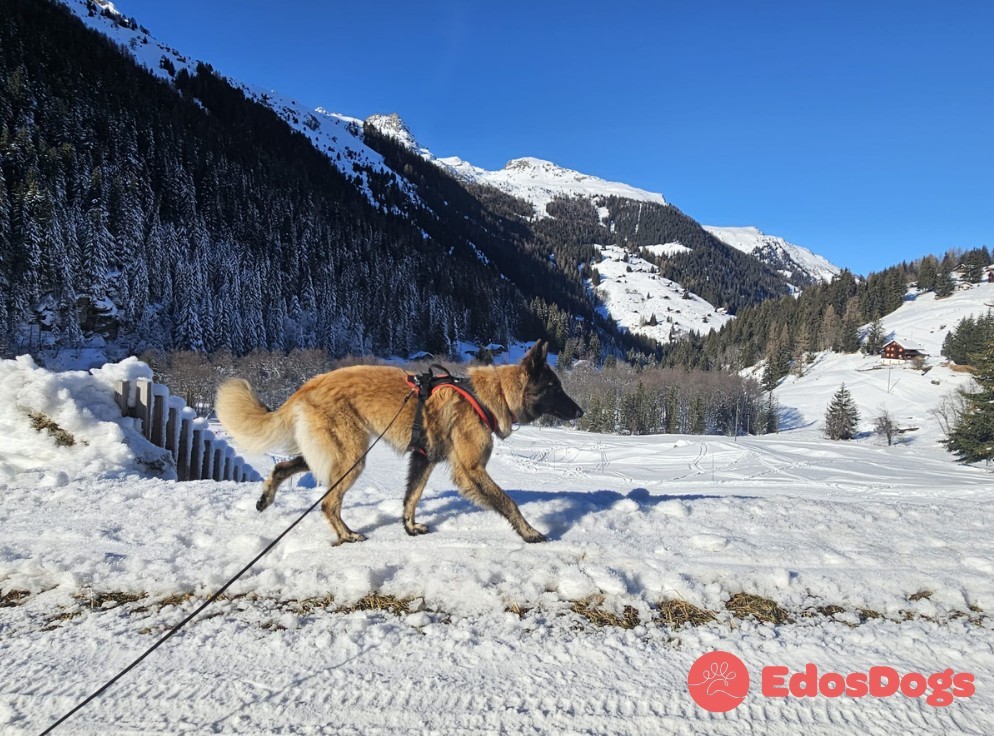 Harnais Dog’s Fun Run standard – Image 5