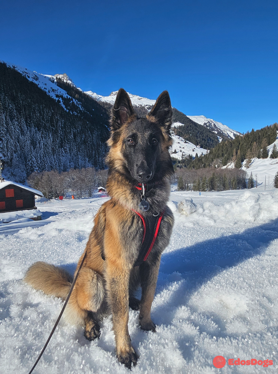 Harnais Dog’s Fun Run standard – Image 6